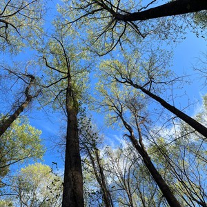 VIBE W ME(feat. Sugar & $ha) (Explicit)