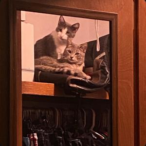 ROMEO & JULIET (Explicit)