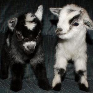 coming back (feat. corvid) (Explicit)