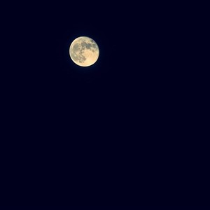 夜莺