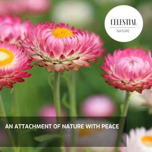 An Attachment of Nature With Peace