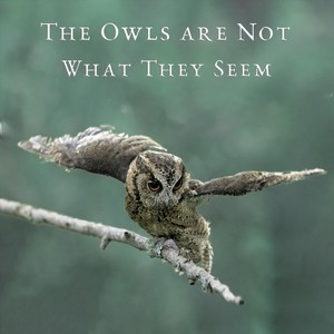 The Owls Are Not What They Seem