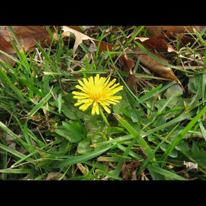 Dandelion (feat. Ejay)