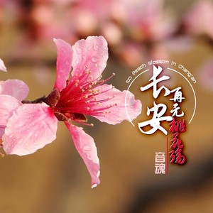 长安再无桃花殇