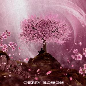 Cherry Blossoms