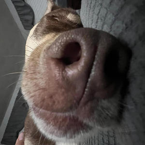 Shark Attack (Explicit)