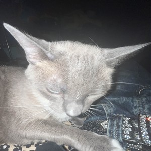 SPEAK FOR ME (Explicit)