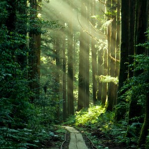 Yakushima