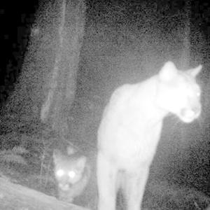 wit a limp (prod.me)