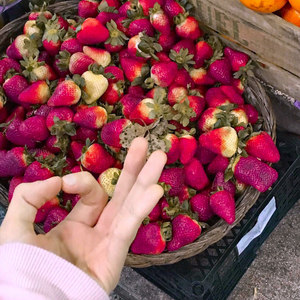 Strawberry Fields Forever