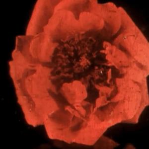 WHO I AM. (feat. DEATH TO HELLMANE) (Explicit)