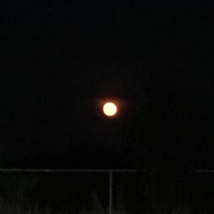 imissmydad (Explicit)