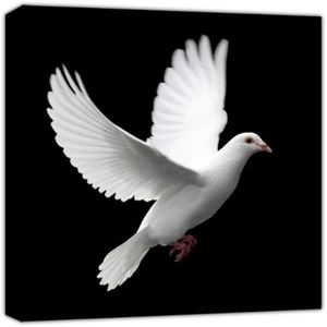 BLANCA PALOMA (Explicit)