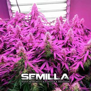 Semilla (feat. Maña Moreno & Kathyfer)