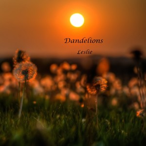 Dandelions