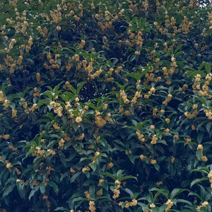 十月桂花香满天 (伴奏)