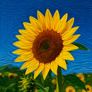 Sunflower