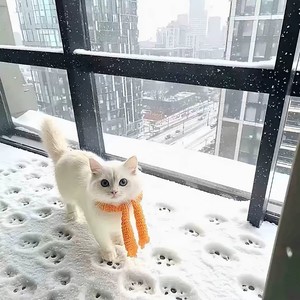 心之火 (DJ纯音乐版)