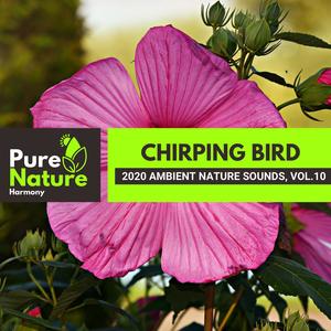 Chirping Bird - 2020 Ambient Nature Sounds, Vol.10