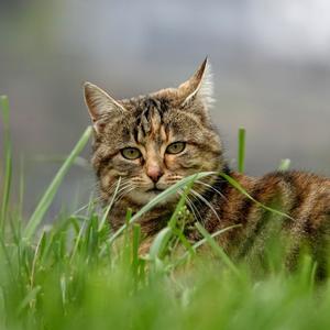 Cat On The Grass