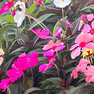 Nicol - Shimmering Harmony