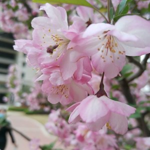 为了改变你的容颜