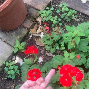 you're overrated (cant relate) *shrugs* (Explicit)