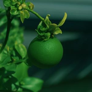 Growth Phase (feat. Alan Love) (Explicit)