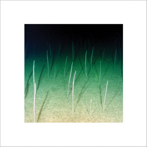 Loop Current, part 1