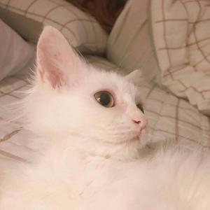 红色高跟鞋 (COVER版)