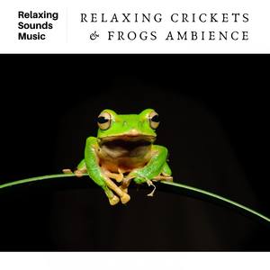 Relaxing Crickets & Frogs Ambience