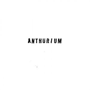 Anthurium