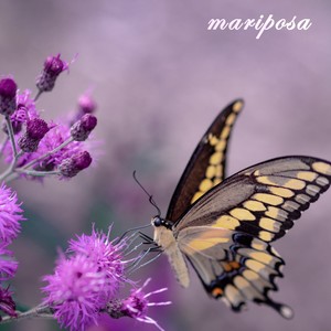 Mariposa