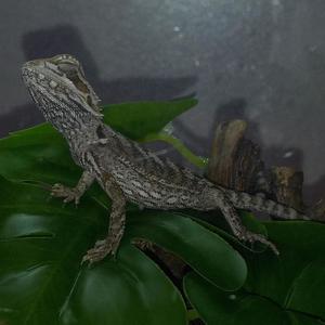 Beneath The Grey (Explicit)