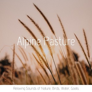 Alpine Pasture: Relaxing Sounds of Nature, Birds, Water, Goats