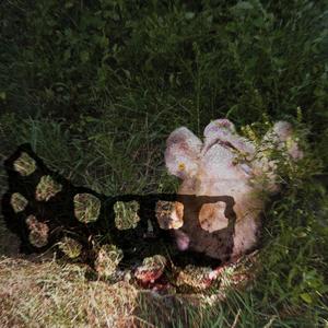 Dome Iz Dead (Explicit)