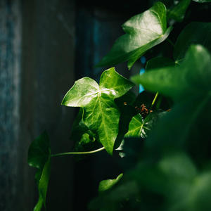 Ocean (feat. Vizcor)