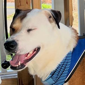 Pushing My Limits to Avoid Pressing Your Buttons