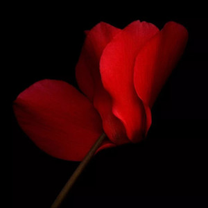 Moon - 探故知（清风上南枝） DJ旋律版 抖音