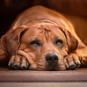 The Sound Of Shoes By The Door
