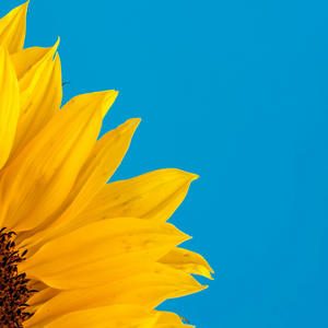 HOA HUONG DUONG (feat. Woozy Nguyen, Anh Hào, bbikim, Truong An & Dynasaur) (M8NLIGHTS Version)