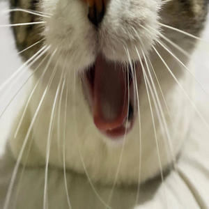 Enero (feat. MS) (Explicit)