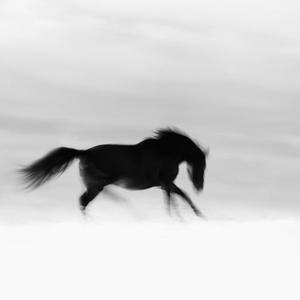 Black Horse