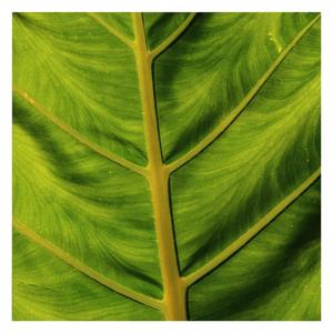 432 Hz (play this for your plants) (Remix)