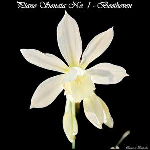 Piano Sonata no. 1 in F minor, Op. 2 no. 1 - Ludwig van Beethoven - Piano Sonata no. 1 in F minor, Op. 2 no. 1: II. Adagio