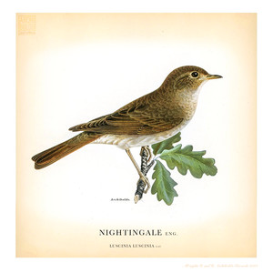 Nightingale (Luscinia)