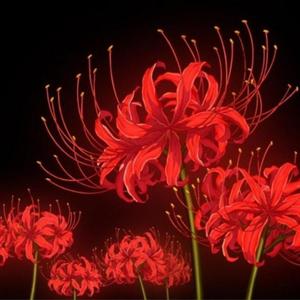 Manjushage 彼岸花 (feat. ISSBROKIE & Ql氣) (Explicit)