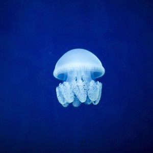 Jellyfish (Demo)