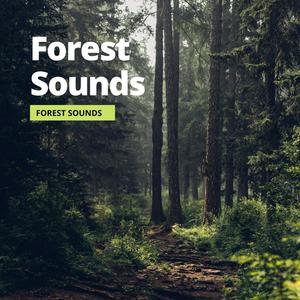 Forest Sounds