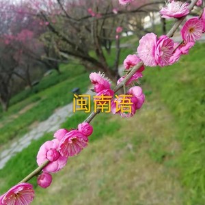 含泪跳恰恰 (Demo)